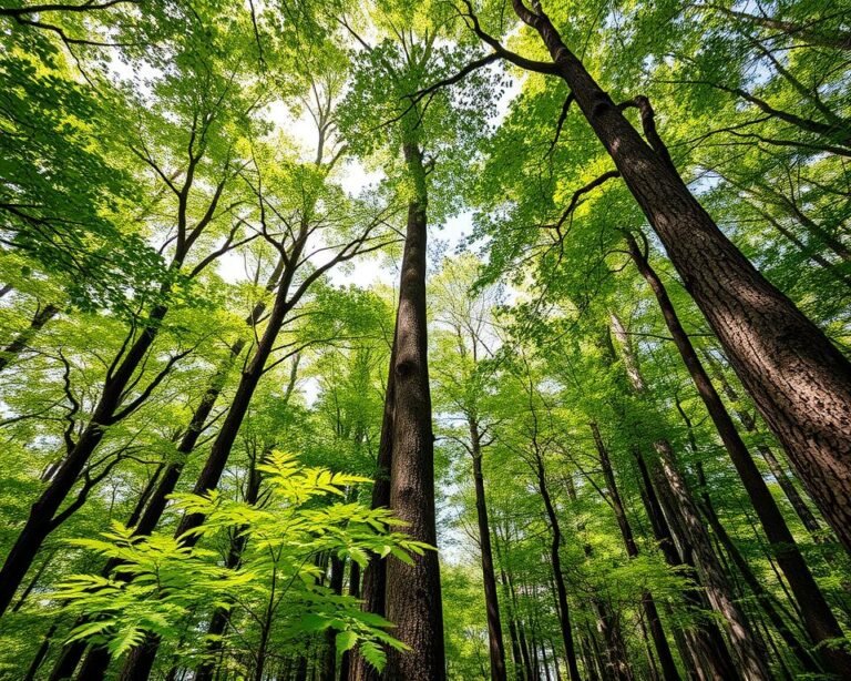 Forest tree identification