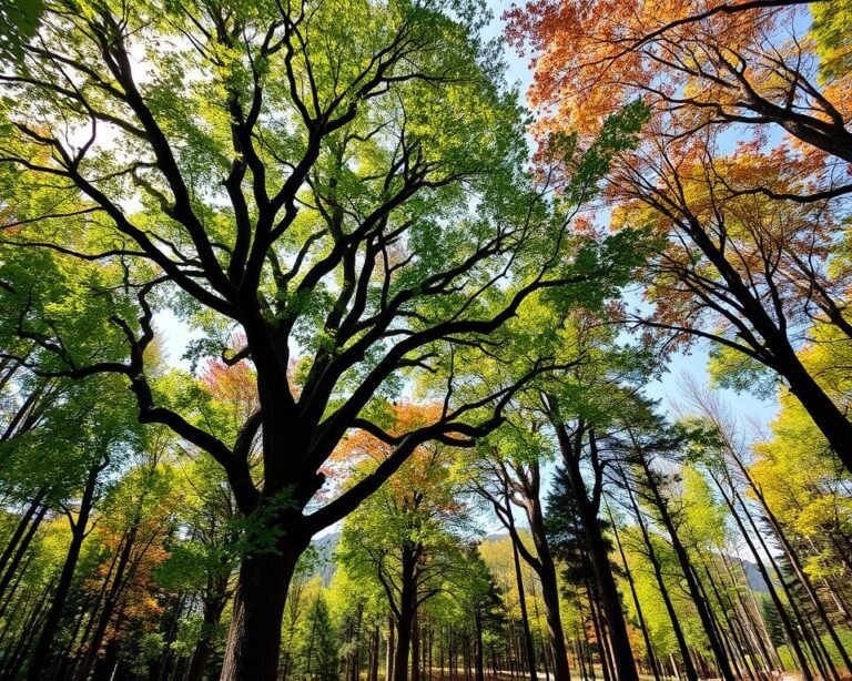 Tree genetic diversity